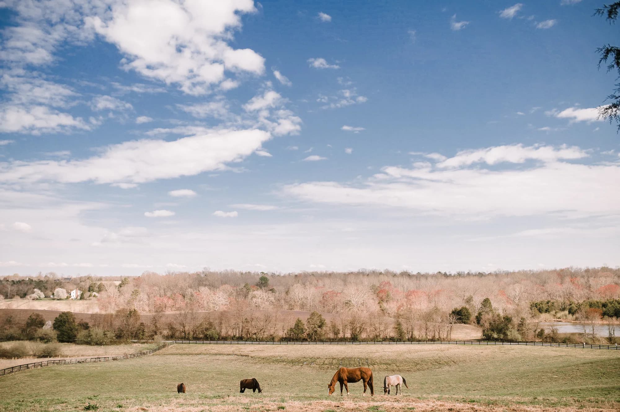 Rural Virginia pasture with grazing horses under blue sky with white clouds