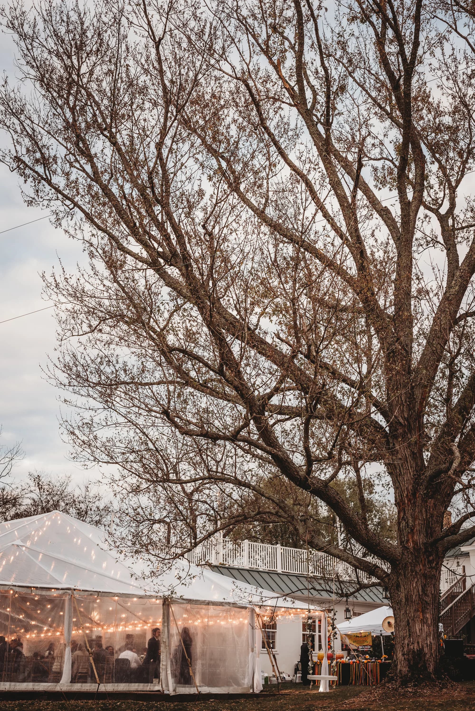 Glowing reception tent beneath a towering bare oak tree at Rixey Manor estate at dusk
