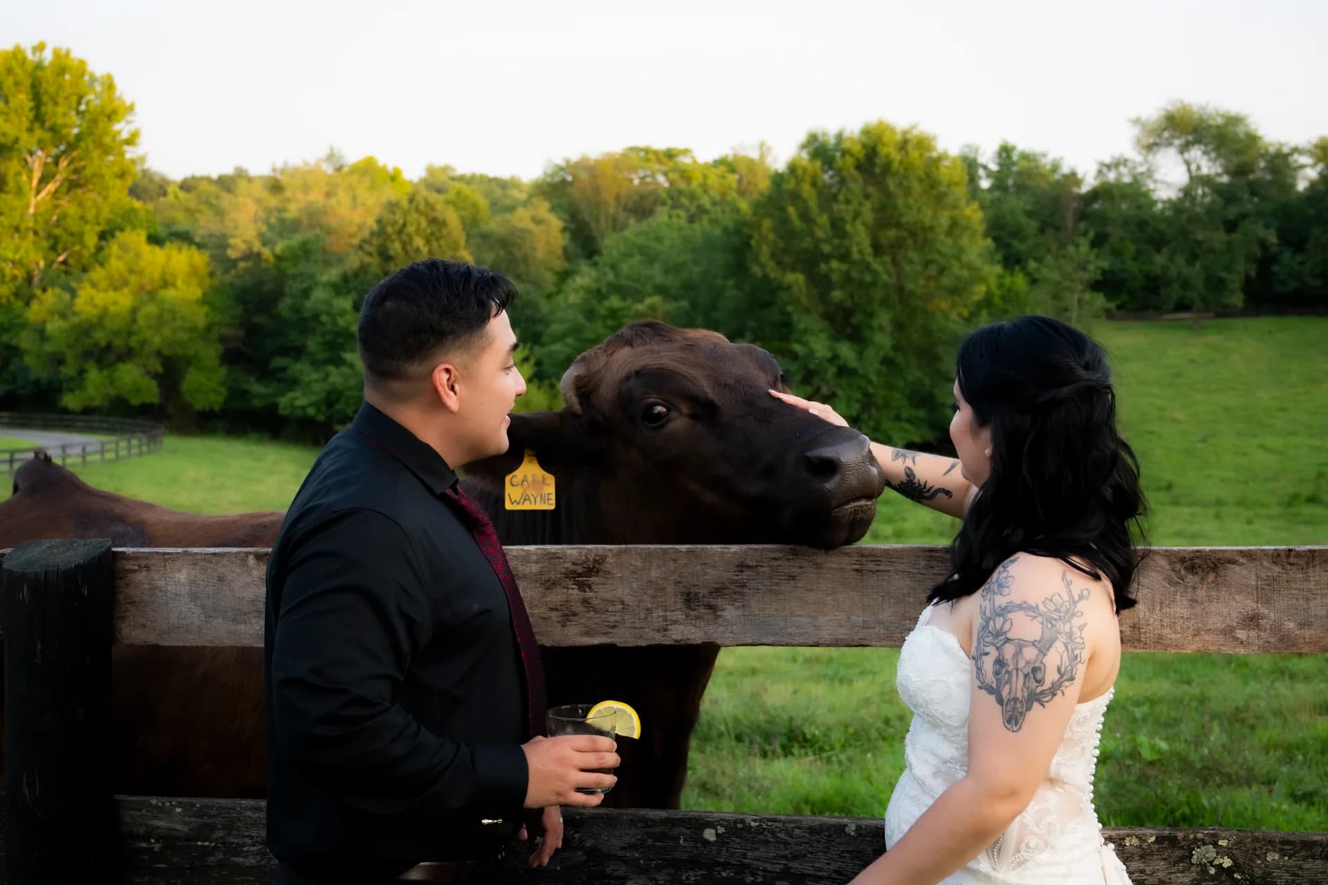 Bride and groom laugh as a curious cow interrupts their portrait session at a rustic farm venue