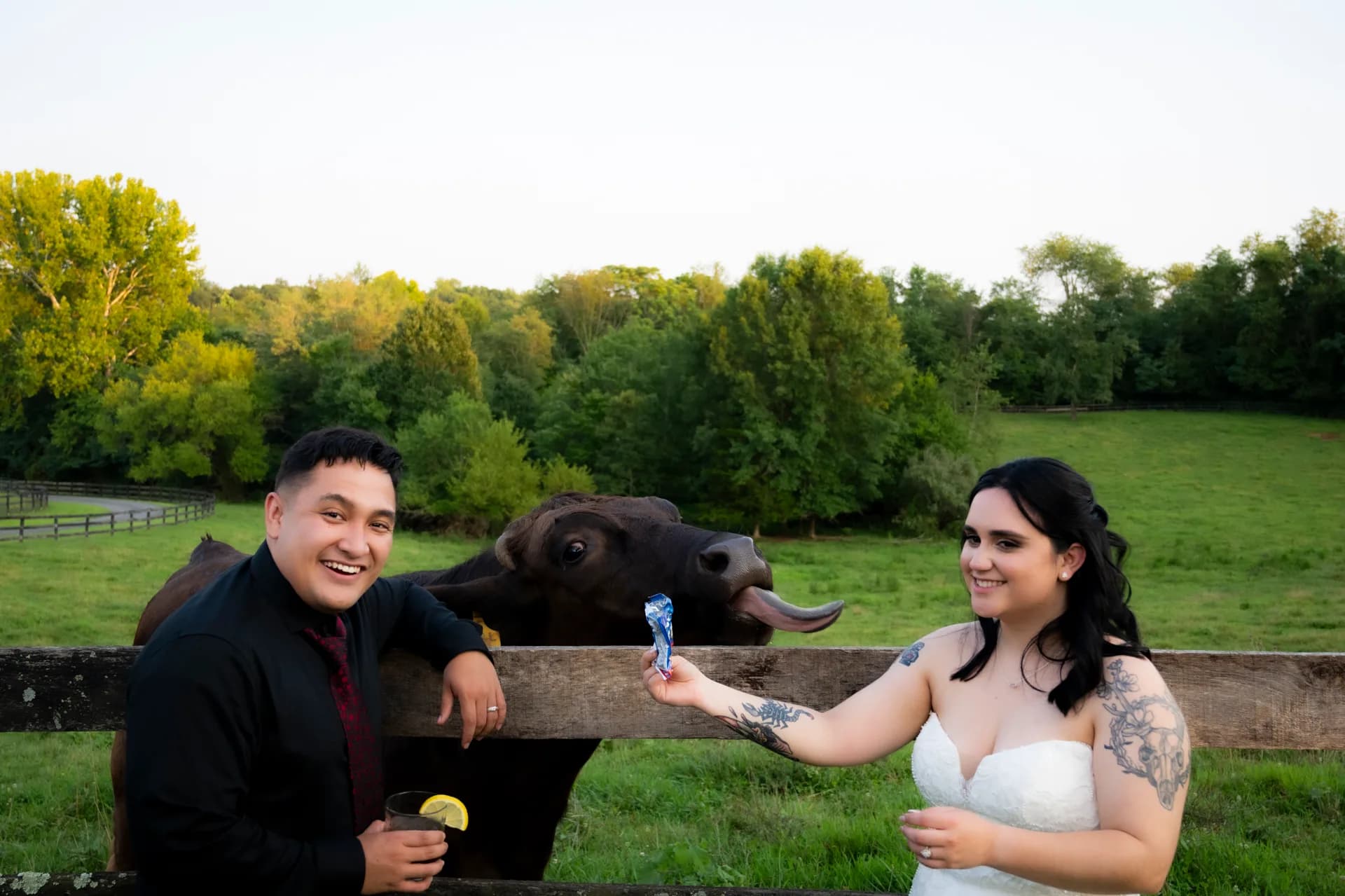 Laughing newlyweds at a fence as a cow licks a snack from the bride's hand at a rural Virginia farm venue